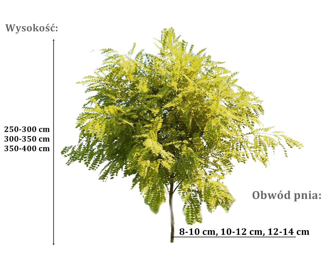 robinia frisia - duze sadzonki drzewa o roznych obwodach pnia